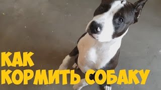 American Staffordshire Terrier  Как правильно кормить собаку щенок в доме [upl. by Ez]