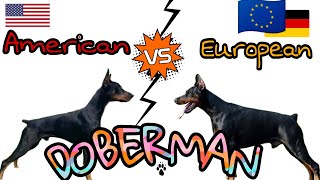 American vs European Doberman Which is Better 🔥🔥🔥 [upl. by Eenehs]