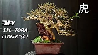 My Little Tora Tiger quot虎quot  Shohin Bonsai [upl. by Etnom234]