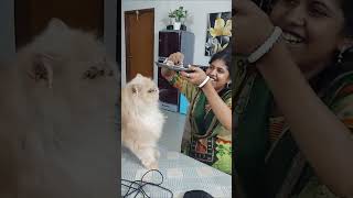 অবিশ্বাস্য বিড়ালটার মনে কোন লোভ লালসা নাই  Funny  Comedy  Funny Animals  Cat [upl. by Ynatsyd974]