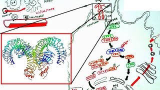 Toll like receptor signaling [upl. by Elberta]