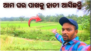 ଆମ ଘର ପାଖକୁ ହାତୀ ଆସିଥିଲେ  Aamo Ghoro pakho ku Hati Asi thile dailyvlogs [upl. by Eninnej]