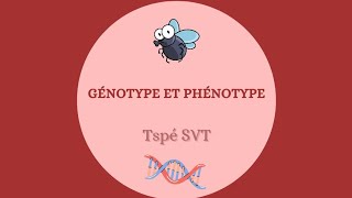 Génotype et phénotype  Tspé SVT [upl. by Assed]