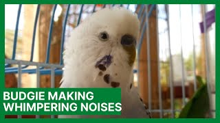 Why is My Budgie Making Whimpering Noises [upl. by Ban690]