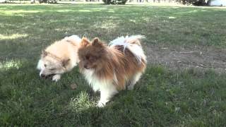 Pomskies Pomsky Full Grown playing in Yard [upl. by Anisamoht189]