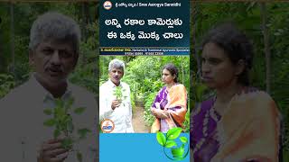 అన్ని రకాల కామెర్లుకు ఈ ఒక్క మొక్క చాలు youtubeshorts ytshorts ayurveda sreesannidhitv [upl. by Duong]