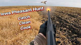 WILD Iowa Pheasant Hunt Catch Clean Cook  Its a yearly tradition hunt [upl. by Tiossem]