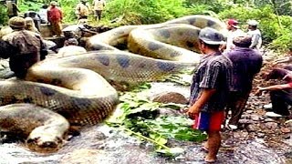 8 Deadliest Amazon River Snakes [upl. by Aric]