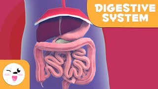 The Digestive System  Learning the Body for kids [upl. by Ande487]