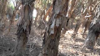 Herdsman Lake Fox Hunting [upl. by Cung]