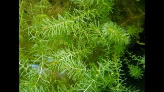 Hydrilla Hazard Biology Impacts and Management of an Invasive Aquatic Plant [upl. by Eiramyma]