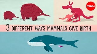 The three different ways mammals give birth  Kate Slabosky [upl. by Adanama]