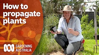 How to propagate plants  Gardening 101  Gardening Australia [upl. by Noni784]