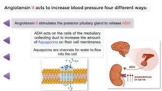 The 4 ways ANGIOTENSIN II raises BLOOD PRESSURE [upl. by Travax225]