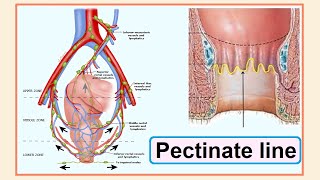 pectinate line [upl. by Guria]