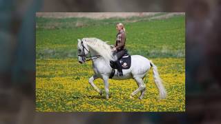 ANDALUSIAN DRESSAGE HORSES FOR SALE  YEGUADA D PRESENTING PRIX ST GEORGE IBERIAN WARMBLOOD [upl. by Anayra]