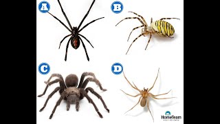 How to Identify Dangerous Spiders  HomeTeam Pest Defense [upl. by Ahselet]