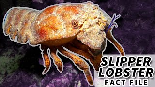 Slipper Lobster Facts the SHOVEL NOSE Lobster  Animal Fact Files [upl. by Fagaly]