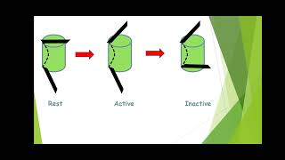 Phenytoin mechanism of action [upl. by Anaimad149]