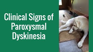 Clinical Signs of Paroxysmal Dyskinesia in a Dog  Merck Veterinary Manual [upl. by Keiryt]