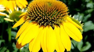 Best Perennials  Echinacea Sombrero™ Lemon Yellow Coneflower [upl. by Patt]