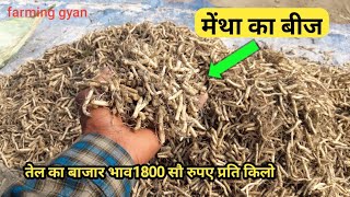 मेंथा की खेती से मोटी कमाई मात्र 90 दिनों मेंThick earning from Mentha oil cultivation [upl. by Zacharie725]