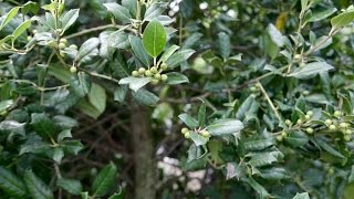 Bomen Hoe snoei je zuilvormige bomen de Hulst [upl. by Nojram]