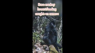 Rare monkey breastfeeding caught on camera in SW China [upl. by Mingche556]