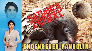 Meet the Pangolins  Natures Armored Anteaters🐜🛡️PangolinWildlifeArmorOfNatureAntEater [upl. by Kolodgie]