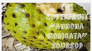 GUYABANO “Annona Moricata” MUKBANG guyabano soursop superfruit food fruit graviola [upl. by Aikemehs595]