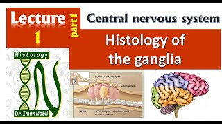 1aHistology of GangliaCNS [upl. by Franky331]