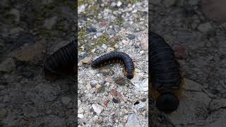 Sawfly larvae [upl. by Lrae418]