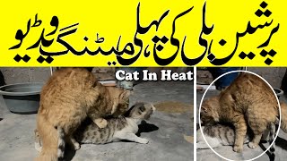 female cat mating condition  first female cat meeting  cat in heat 😻 [upl. by Sedaiuqlem]