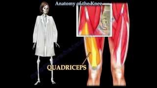 Anatomy Of The Knee  Everything You Need To Know  Dr Nabil Ebraheim [upl. by Binny190]