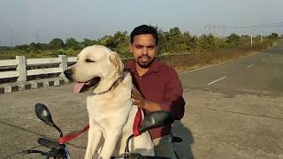 Kutte ko bike me kis tarah baithayen How to train your dog to sit on a bike [upl. by Esserac]