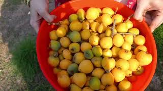 Our Garden Loquat Tree Harvesting Time  Fruit Tree From My Backyard Garden 2024 loquat fruit [upl. by Bradford]