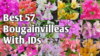 Best 57 Bougainvillea Varieties With Names or IDs  Bougainvillea [upl. by Onivla]