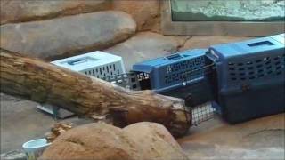 Rock Hyrax introduced at Peoria Zoo [upl. by Annahsirhc]