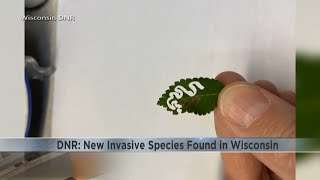 New invasive species elm zigzag sawfly found in Wisconsin [upl. by Zubkoff]