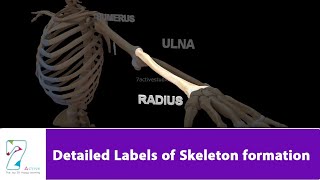 Detailed Labels of Skeleton formation [upl. by Jung460]