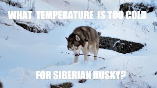 WHAT TEMPERATURE IS TOO COLD FOR SIBERIAN HUSKY  THE HIMALAYAN HUSKY [upl. by Stefan834]