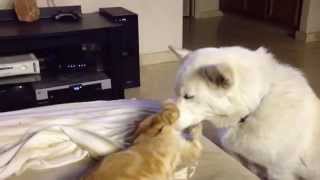 Dog licking kitty cats ears [upl. by Brigg]