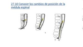 Médula espinal corte transversal vías ascendentes sensitivas y vías descendentes motoras [upl. by Olivier]