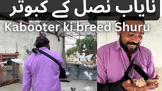 Nayab Nasal ki kabooter Breeding shuru ho gae  Shero ka badshah Vlog [upl. by Refanej]