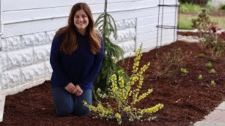 Planting a Show Off Starlet Forsythia  Garden Answer [upl. by Esmerolda661]