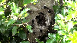 Bald Faced Hornet HUGE Nest removal Wasp Nest [upl. by Oretos]