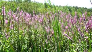 Purple loosestrife at Lake Gogebic [upl. by Etteinotna]