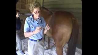 Field Physical Exam Physical Examination of the Horse [upl. by Haduj226]