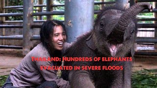 Thailand Hundreds of elephants evacuated in severe floods [upl. by Adnovoj70]