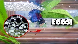 My BETTA Fish LAID EGGS [upl. by Aniroc893]